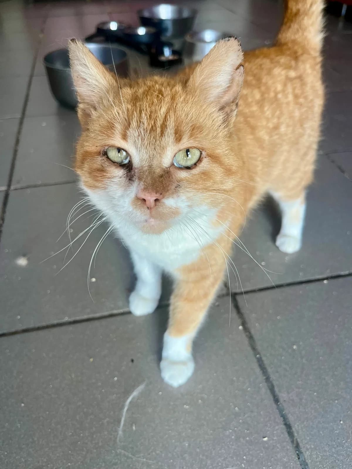 Tiffany, female senior Mixed Breed for adoption at Seelenkatzen e.V., Barsinghausen