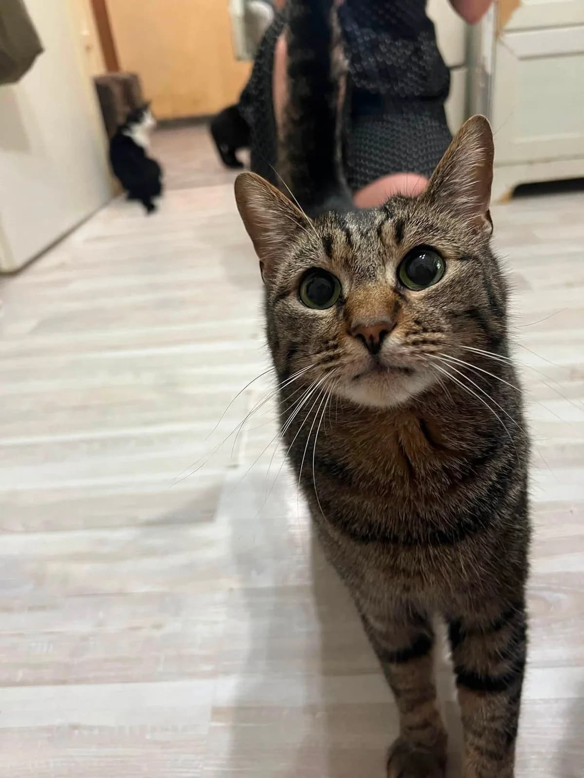 Timmy, male 7yo Mixed Breed for adoption at Seelenkatzen e.V., Barsinghausen