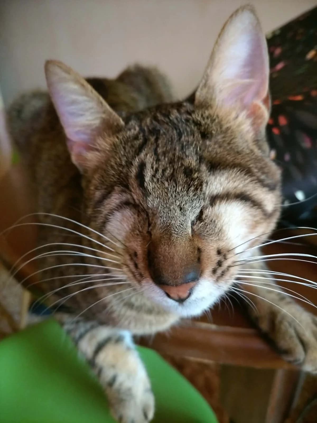 Tristan, male young Mixed Breed for adoption at Seelenkatzen e.V., Barsinghausen