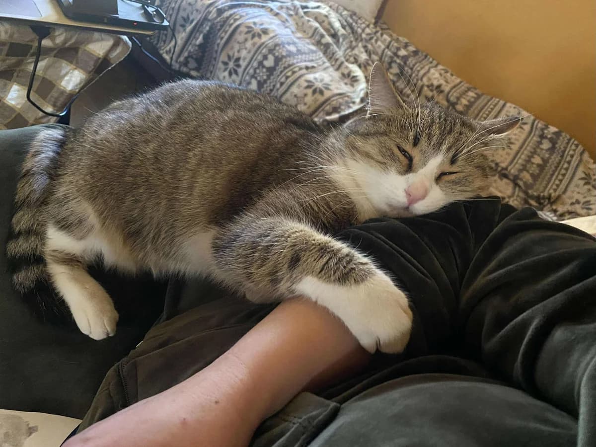 Trixi, female Mixed Breed for adoption at Seelenkatzen e.V.