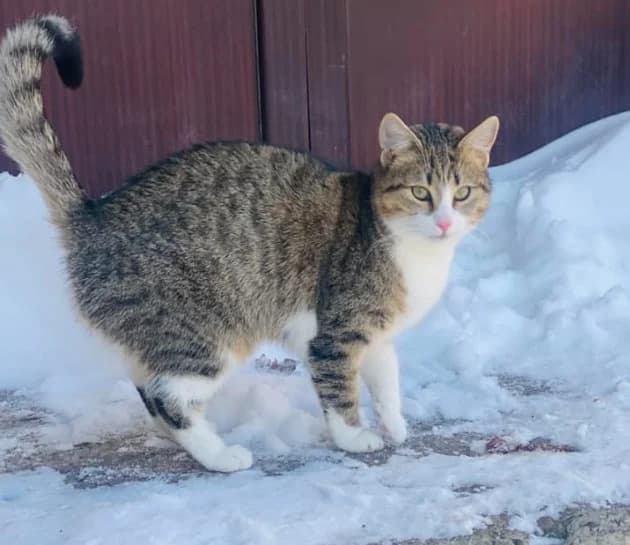 Trixi, female Mixed Breed for adoption at Seelenkatzen e.V., Barsinghausen