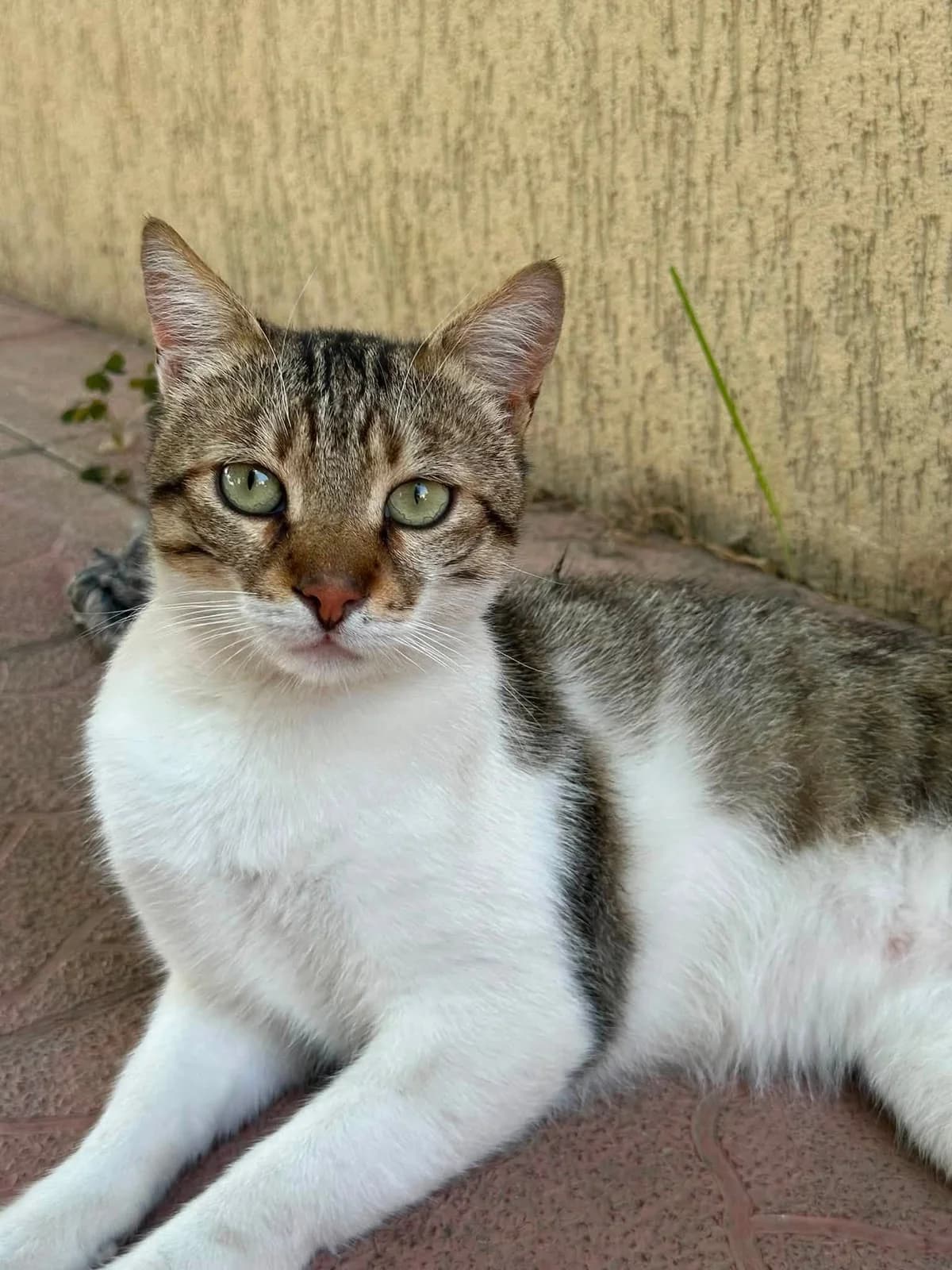 Ursu, male 3yo Mixed Breed for adoption at Seelenkatzen e.V., Barsinghausen