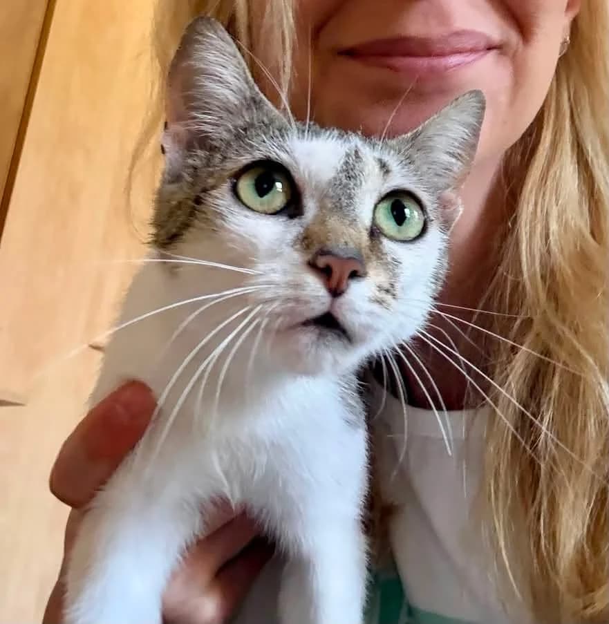 Vera, female young Mixed Breed for adoption at Seelenkatzen e.V., Barsinghausen