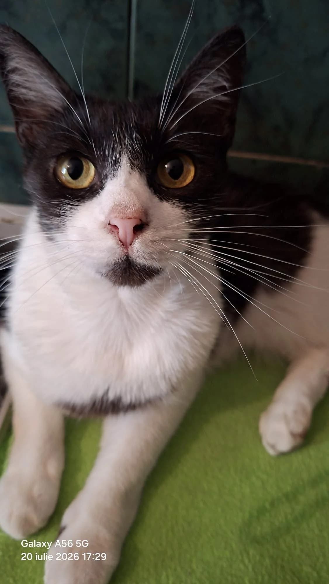 Vicky, Mixed Breed (Seelenkatzen e.V.)