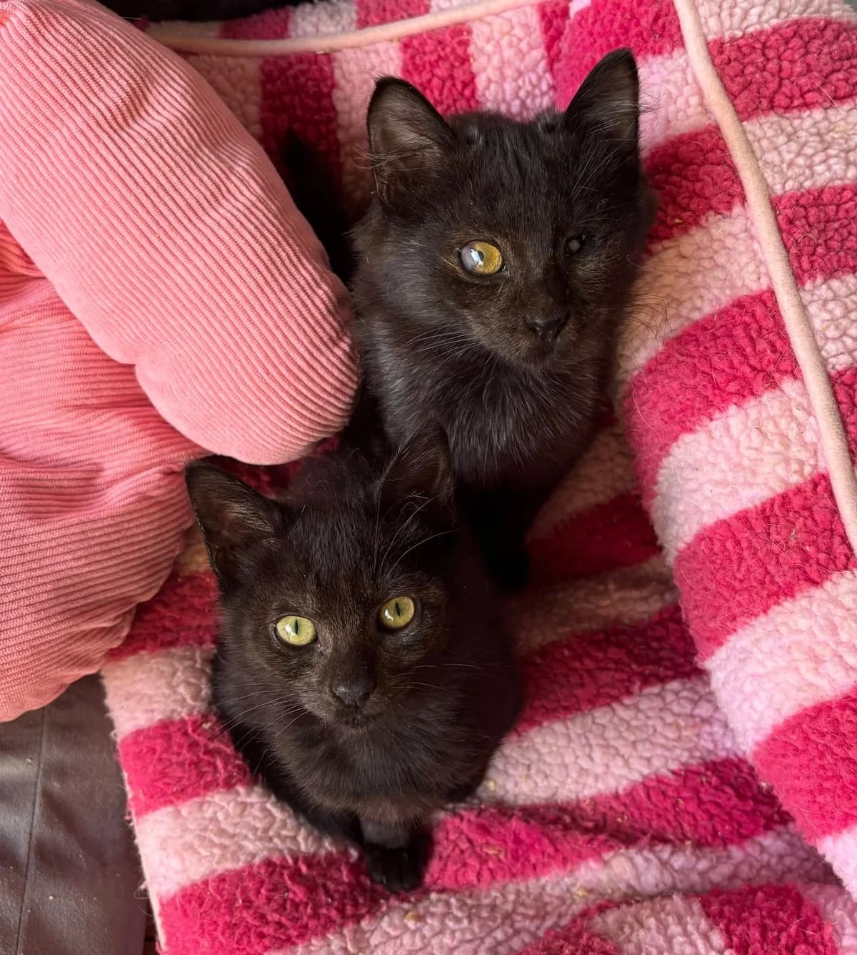 Willow und Cosmo, female young Mixed Breed for adoption at Seelenkatzen e.V., Barsinghausen