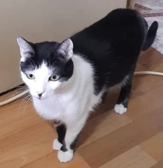 Zoey, female Mixed Breed for adoption at Seelenkatzen e.V., Barsinghausen