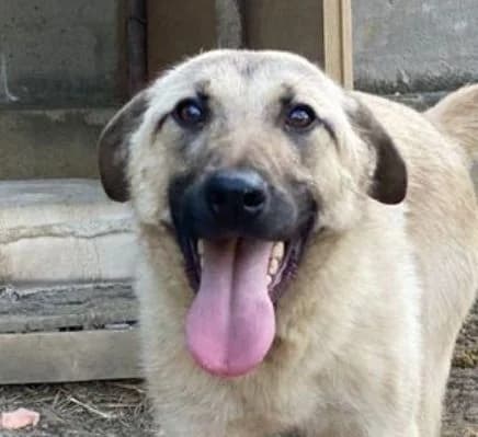 ELLIOT, beige, dunkle Schnauze male young Mixed Breed for adoption at Seelentiere e.V.