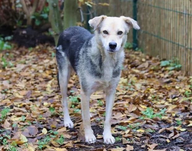 HILDE2, tricolor female senior Mixed Breed for adoption at Seelentiere e.V.