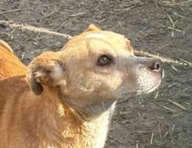 BERNY, braun-weiß male 6yo Mixed Breed for adoption at Seelentiere e.V.