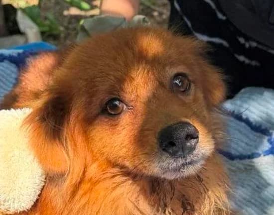 TEDDY, braun male 5yo Mixed Breed for adoption at Seelentiere e.V.