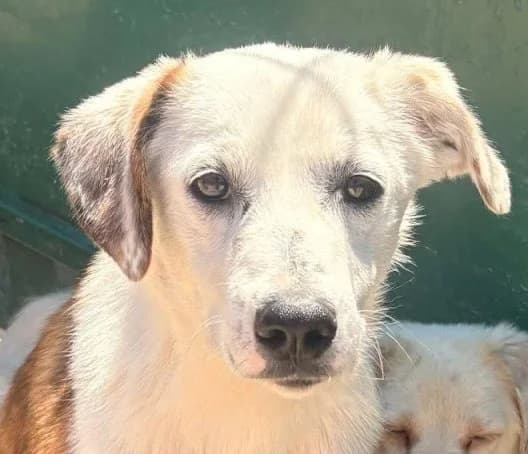 ANNI, weiß-braun female young Mixed Breed for adoption at Seelentiere e.V.