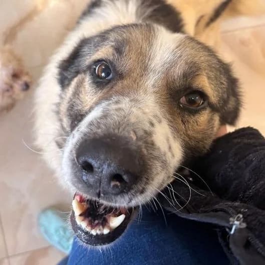 BÄRCHEN, weiß-braun male 4yo Mixed Breed for adoption at Seelentiere e.V.