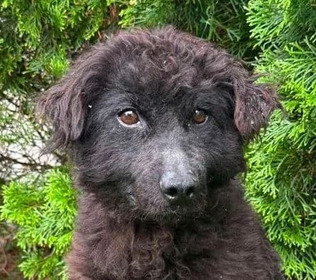 LOTTE, schwarz female 4yo Mixed Breed for adoption at Seelentiere e.V.