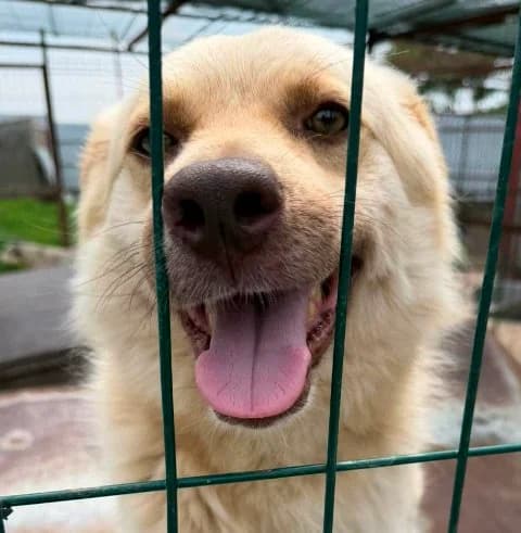 FUCHUR, cremefarben male 4yo Mixed Breed for adoption at Seelentiere e.V.