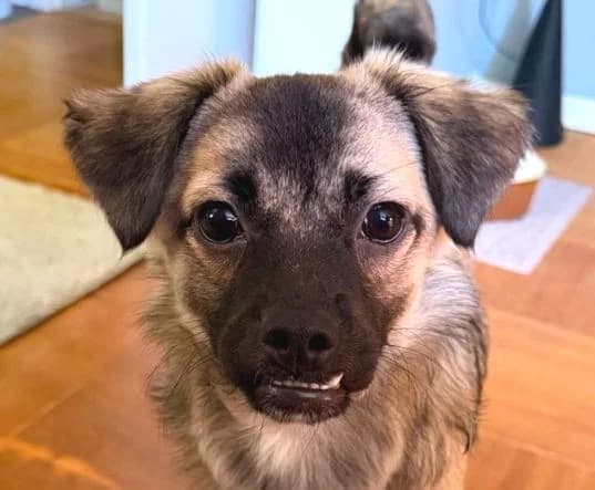 NUKKA, beige, dunkle Maske female puppy Mixed Breed for adoption at Seelentiere e.V.