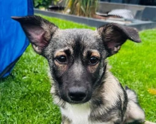 MIRA, braun, etwas weiß female puppy Mixed Breed for adoption at Seelentiere e.V.