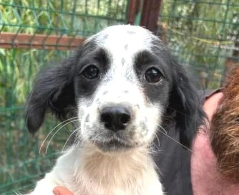MATS, weiß, etwas schwarz male puppy Mixed Breed for adoption at Seelentiere e.V.