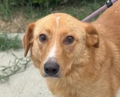 VIKTOR, braun, etwas weiß male 4yo Mixed Breed for adoption at Seelentiere e.V.