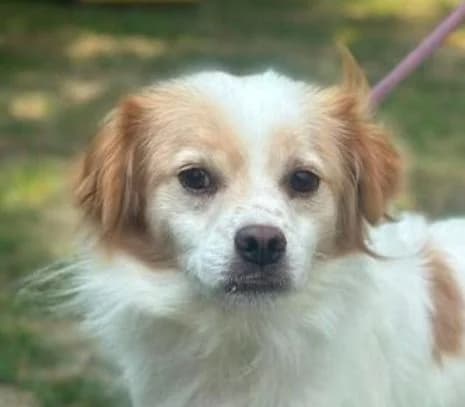 LEO, weiß, etwas braun male 6yo Mixed Breed for adoption at Seelentiere e.V.