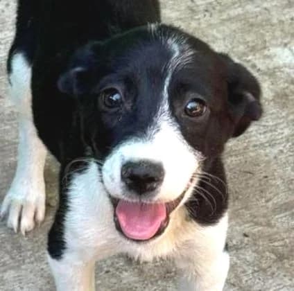 MABEL, schwarz-weiß female puppy Mixed Breed for adoption at Seelentiere e.V.