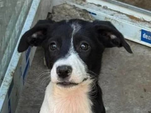 PEPPI, schwarz-weiß female puppy Mixed Breed for adoption at Seelentiere e.V.