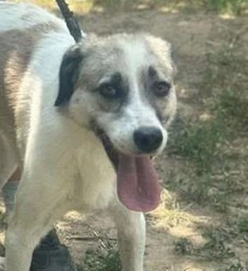 NICAN, weiß-braun male 4yo Mixed Breed for adoption at Seelentiere e.V.