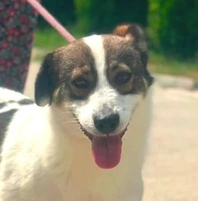 FELIX3, weiß-dunkelbraun male 5yo Mixed Breed for adoption at Seelentiere e.V.