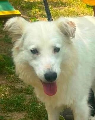 SNOW, weiß female 5yo Mixed Breed for adoption at Seelentiere e.V.