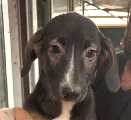 AVA, tricolor female puppy Mixed Breed for adoption at Seelentiere e.V.