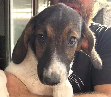 AINI, tricolor female puppy Mixed Breed for adoption at Seelentiere e.V.