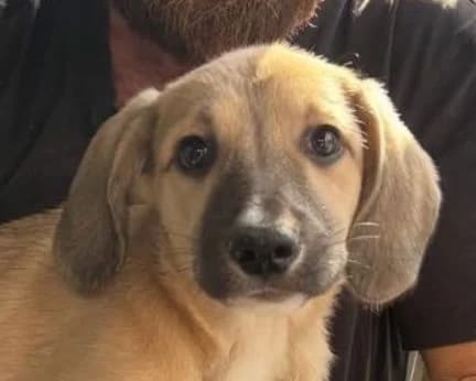 AKI, braun-weiß male puppy Mixed Breed for adoption at Seelentiere e.V.