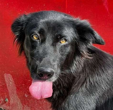 LILITH, schwarz female young German Shepherd for adoption at Seelentiere e.V.