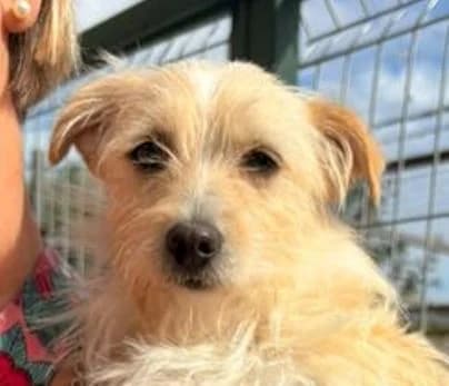 ADELA, beige-weiß female young Mixed Breed for adoption at Seelentiere e.V.