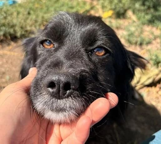 MONTY, schwarz, etwas weiß male 5yo Mixed Breed for adoption at Seelentiere e.V.