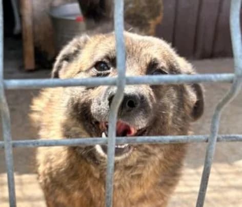 RUSTY, braun meliert male 5yo Mixed Breed for adoption at Seelentiere e.V.
