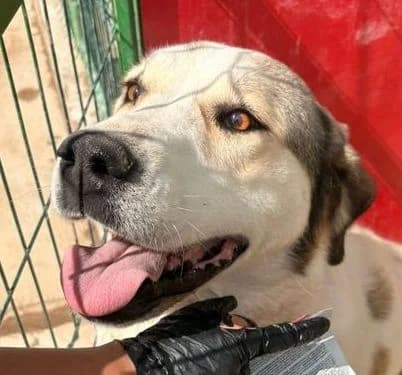 ELSA, weiß, etwas braun female 4yo Mixed Breed for adoption at Seelentiere e.V.