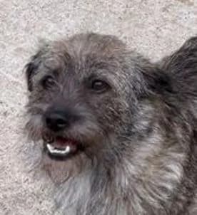 MAGGIE, grau-braun female young Mixed Breed for adoption at Seelentiere e.V.