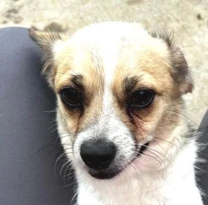 LOTTI, weiß-braun female puppy Mixed Breed for adoption at Seelentiere e.V.