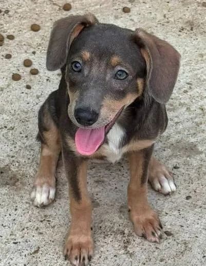 FINA, braun, etwas weiß female puppy Mixed Breed for adoption at Seelentiere e.V.