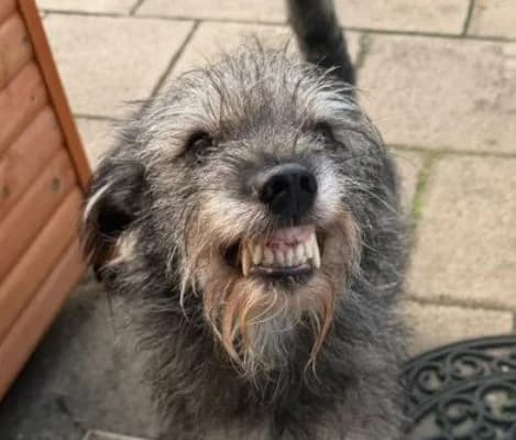 GONZO, graubraun male senior Mixed Breed for adoption at Seelentiere e.V.