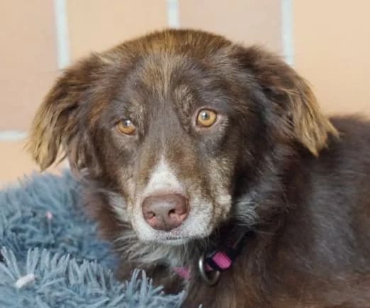 ANSCHI, braun, etwas weiß female senior Mixed Breed for adoption at Seelentiere e.V.