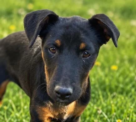 BEANIE, schwarz-braun female puppy Mixed Breed for adoption at Seelentiere e.V.