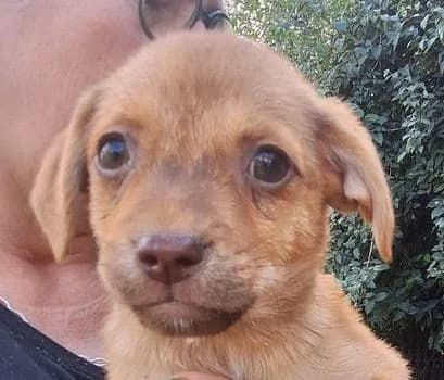 SAM, braun male puppy Mixed Breed for adoption at Seelentiere e.V.