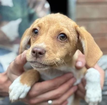 STROLCH, braun-weiß male puppy Mixed Breed for adoption at Seelentiere e.V.