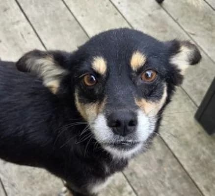 LIZI, tricolor female 6yo Mixed Breed for adoption at Seelentiere e.V.