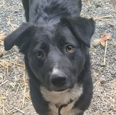 FELIX, schwarz-weiß male 4yo Mixed Breed for adoption at Seelentiere e.V.