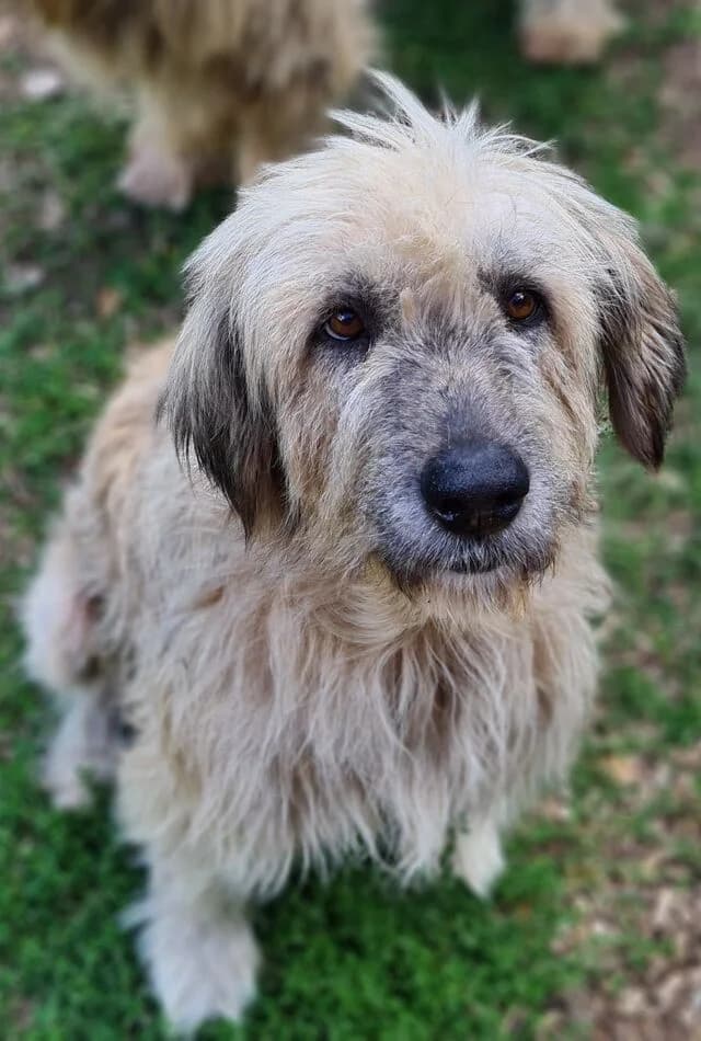 Blümchen, creme female senior Mixed Breed for adoption at Seelentiere e.V.