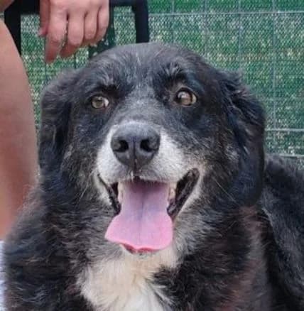 SCARLET, dunkelbraun, weiße Brust und weiße Pfoten female senior Mixed Breed for adoption at Seelentiere e.V.