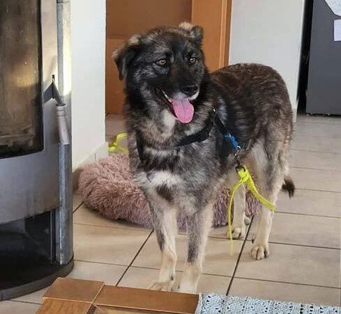 ANA, dunkelbraun meliert female 7yo Mixed Breed for adoption at Seelentiere e.V.