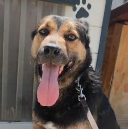 TOM, schwarz-braun male 7yo Mixed Breed for adoption at Seelentiere e.V.